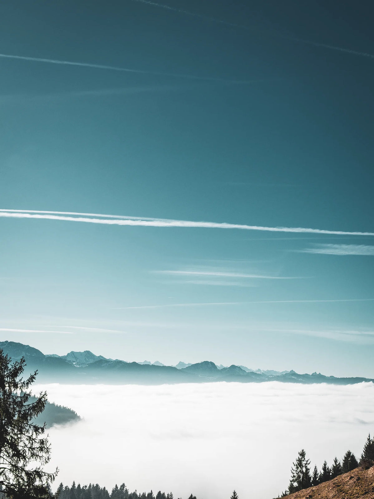 Nebelmeer unter blauem Himmel, am Rand Tannen