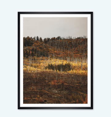 Nach dem Feuer kommt das Leben - Fine Art Print