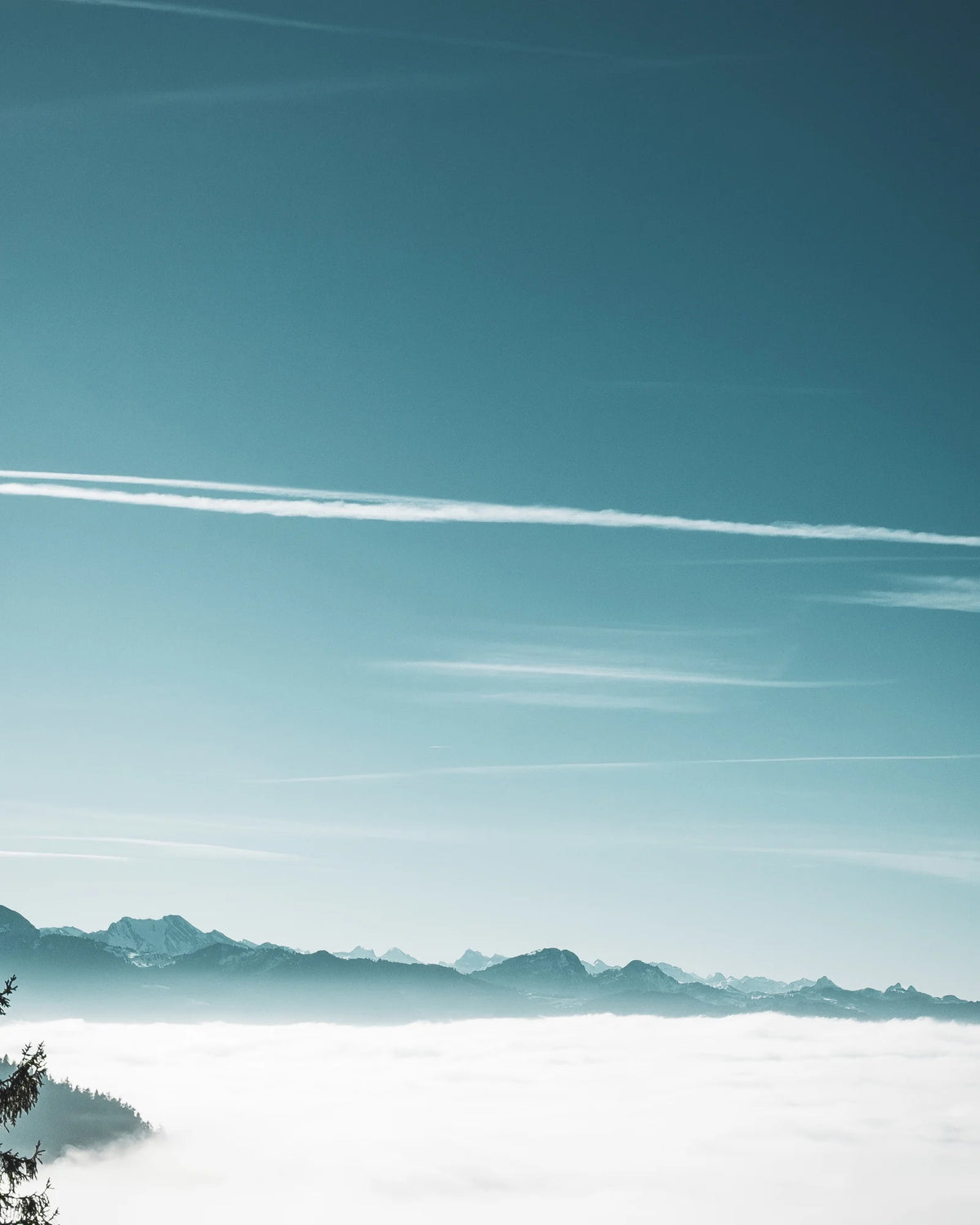 Nebelmeer unter blauem Himmel, am Rand Tannen